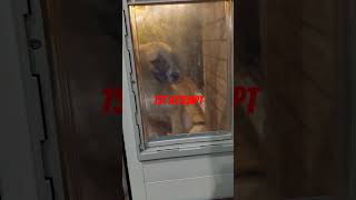 #puppy #dog #viral  #hartman #shorts #youtuber #youtube #foryou #fyp #trending #pets #shortsviral