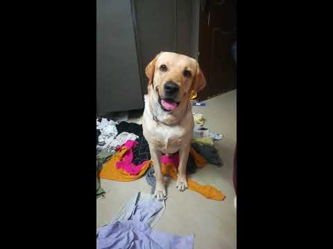 Dog Calling Me Out For A Walk !!