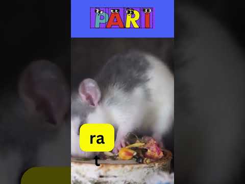 Letter R @paristories21  #Robot #Rainbow #Restaurant #Remarkable #Resilient #rat #Revolution #Rain