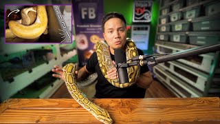 Next Year's Ball Python Breeding Season