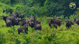 WILD South Asia Animals You Won't Believe Exist