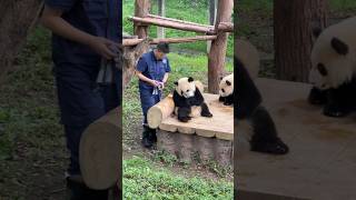 What a clever panda! It thinks keeper can't see it by blocking its face with a basin! #panda #cute