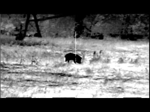 NV & Thermal Hog Hunt with Conner and Aaron and the Dehoganator - 1st Ambush