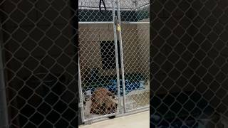 Concerns raised over Hendricks County animal shelter