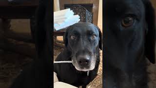 Shadow Looking Fabulous