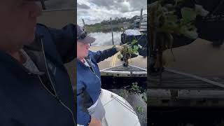 Water Hyacinth on St. John River