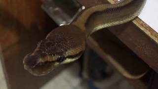 Genetic Stripe Ball Python