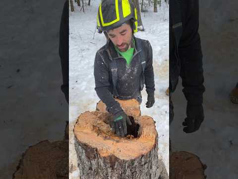 What The Stump Can Tell You.