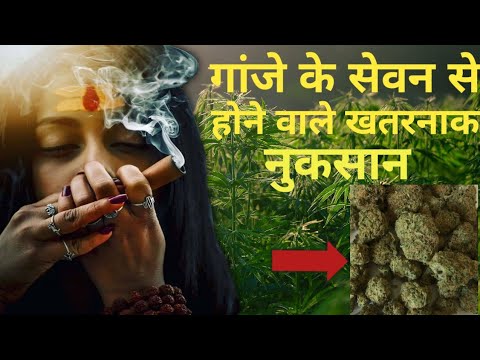 गांजा से होने होने वाले फायदे और नुकसान ! what are the disadvantages of cannabis, what is marijuana.