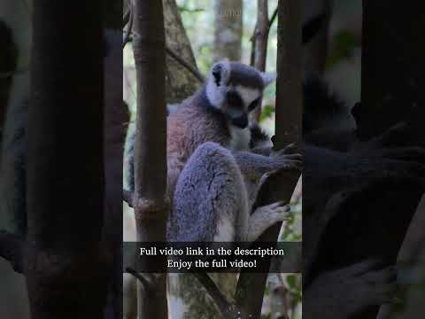 Exotic animals - Lemurs #shorts