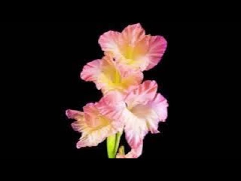 Time Lapse Flowers Opening Up Close Peaceful