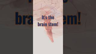 Brain stem #neuroanatomy #brainanatomy #neuroscience #brainscience #brain #biology