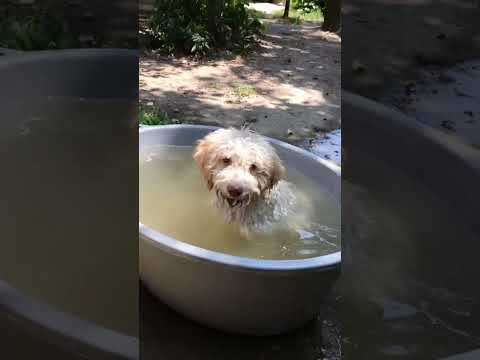 Chilling Summer Day #shorts #short #shortvideo #shortsviral #viral #viralvideo #fyp #truffle #dog
