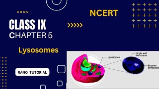 Lysosomes| The Suicidal bag of the cell / Class 9 CBSE Biology | Easy Explanation.