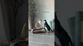 Cat Brothers Drama: Pure Entertainment #catdrama