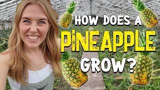 How Does a Pineapple Grow? | Maddie Moate
