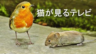 TV for Cats to Watch 🐭 Videos that Cats Love 🐭 Mice and Birds ⭐ 8 HOURS