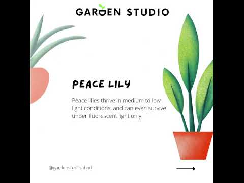 Best Low Light Indoor Plants for Any Home and Office #indoorplants #lowlightplants