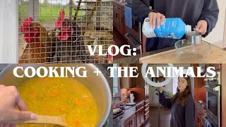 Home Vlog: Cooking macro friendly recipes + hanging with the animals