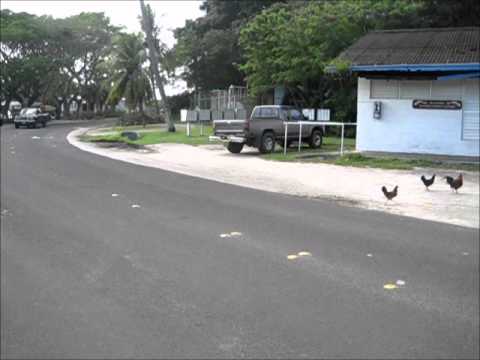 chickens crossing the road