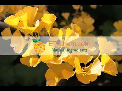 Ginkgo Biloba leaf extracts, Flavones Glycoside,aicd, Terpene Lactones,benefits, production