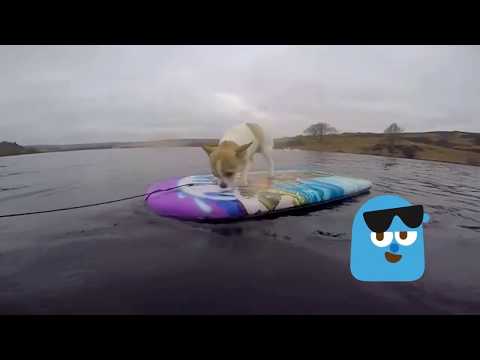 AMAZING DOGS surfboarding Chihuahua