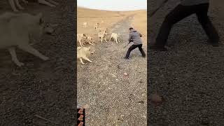 pack of wolves attack man. see.. defend yourself with a piece of wood