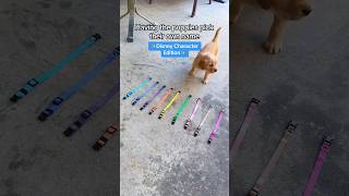 Meet the puppies 🐾 #goldenretriever #puppy #goldenretrieverpuppy #doglover #explorepage