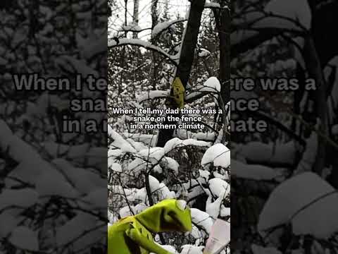 A snake in the north (subscribe)