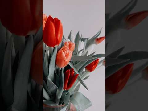 🤍🌷