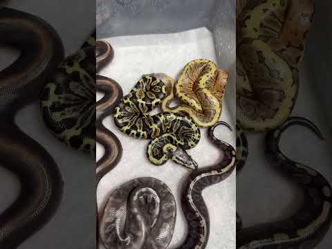 More babies! #ballpython #python #reptiles