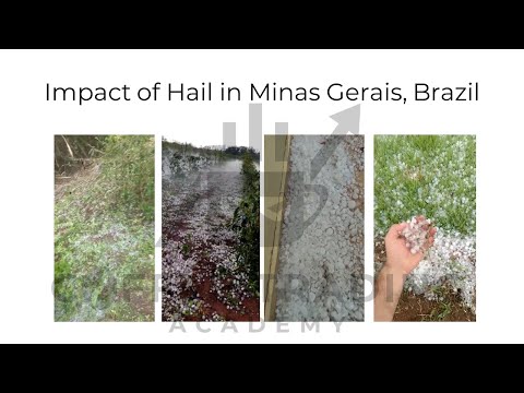 Hailstorm Smacks Brazil Coffee 11-10-2022