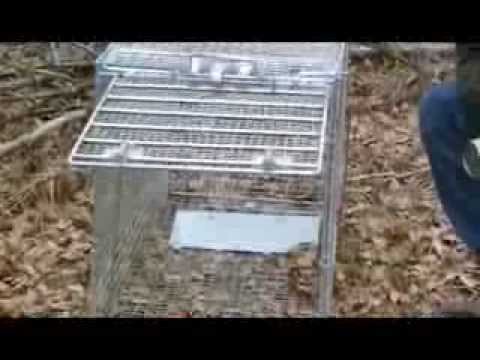 Live Pro Series Trap Review by: John Milandred