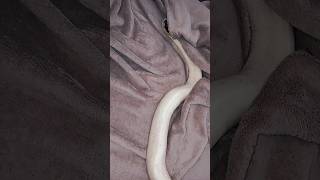 🖤🤍#snake #viralvideo #foryou #reptiles #animals #fypシ #piedballpython