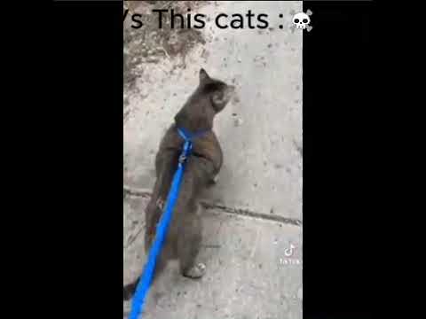 Other cat vs This cats ☠️