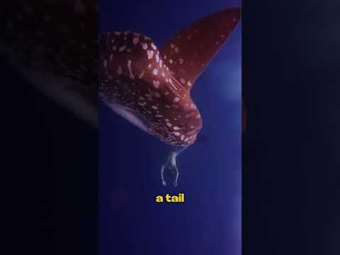 The mola mola, or ocean sunfish, is one of the heaviest fish in the world, often weighing over 2,000