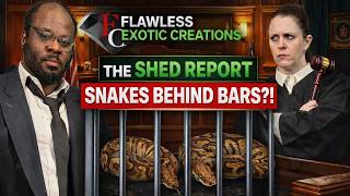 Ball Pythons Put on Trial… And the DNA Test SNITCHED 🧬⚖️