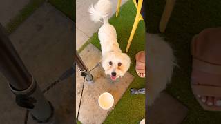 Episode 3 | Dog Friendly Restaurants in LA | Muffin Can Stop Us