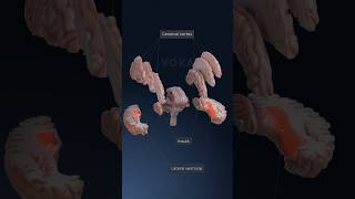 3D brain anatomy - explore neuroanatomy with VOKA 3D Anatomy & Pathology