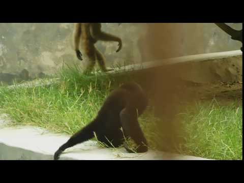 Something different activity in Zoo by Hoolock Gibbon