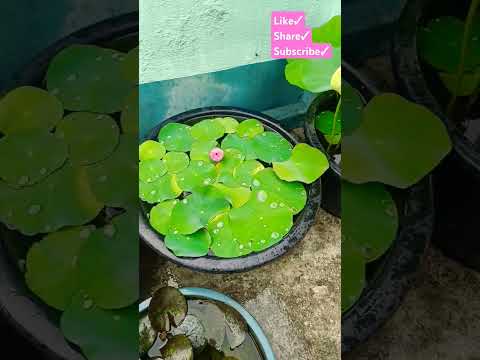 Micro Lotus #EOS #lotus #flowers #first_bloom #chadbagan #terracegarden #waterflower