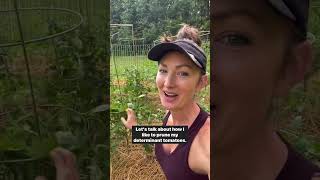 How to prune determinate tomatoes 🍅