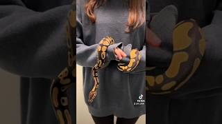 Daisy 🌼 Morph: Orange Dream #snake #ballpython #ballpythonsoftictok #ballpythonsofinstagram #snakes