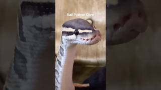 Ball Python Core #animalshorts #ballpython #ballpythonsnake #ballpythons #ballpythonmorph