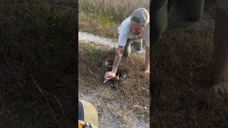Epic Airboat Tours uses their highly trained Python dog (Shelby) to track invasive Pythons