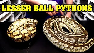All about lesser ball pythons!  Identify, combos, comparisons, etc