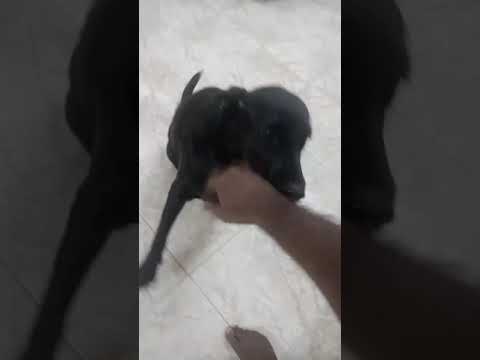 Dog Kung Fu Featuring Blue 💙 Always Ready For A Fight ❤️