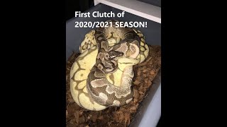Why Would you Wash your SNAKE with SOAP!?!? Ball Python Breeding Tips - How to Pull and Candle Eggs!