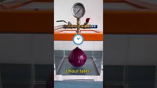Episode 95 / Test - Vacuum vs Onion#experiment #vacuum #science #physics #research