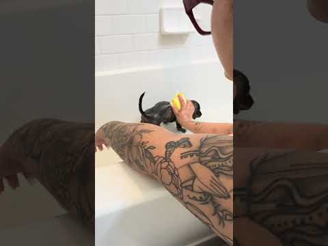 GIVING MY PUPPY HIS FIRST BATH!